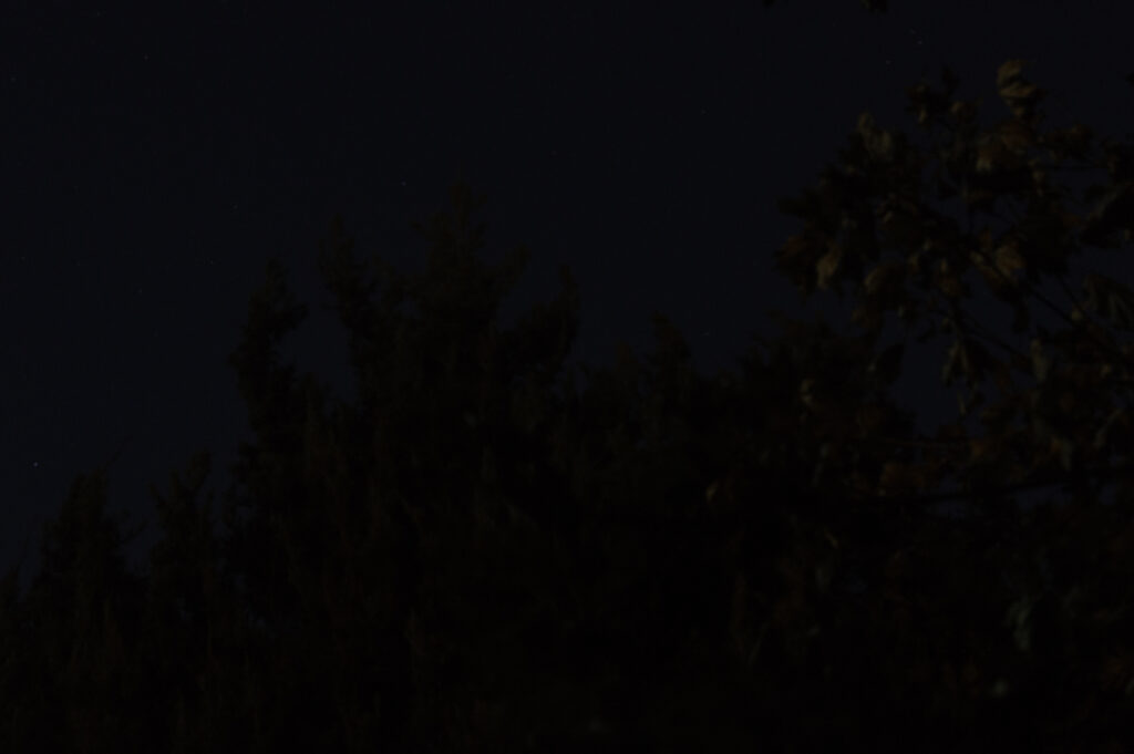 majestic juniper in the moonlight